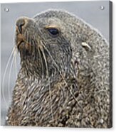 Antarctic Fur Seal Bull South Georgia Acrylic Print