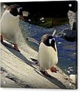 Antarctica Acrylic Print