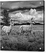 Antelope Pair In Monochrome Acrylic Print