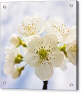 Apple Blossom Bright White And Delicate Acrylic Print