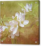 Apple Blossom Spring Acrylic Print