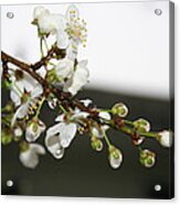 Apple Blossom Buds Acrylic Print