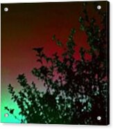 Apple Tree At Night #edit #tree #plant Acrylic Print