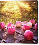 Apples Covered With Dew At Dawn Acrylic Print
