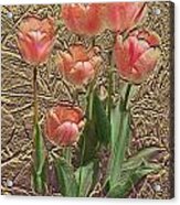 Apricot Tulips Acrylic Print
