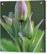 Aquilegia In Bud Acrylic Print