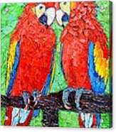 Ara Love A Moment Of Tenderness Between Two Scarlet Macaw Parrots Acrylic Print