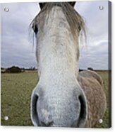 Arab Horse Acrylic Print