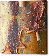 Arbutus Tree Peeling Acrylic Print