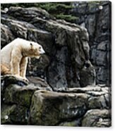 Arctic Bear Acrylic Print