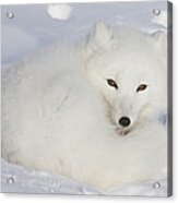 Arctic Fox Resting Churchill Canada Acrylic Print