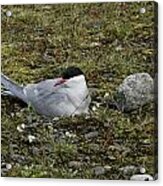 Arctic Tern Nesting Acrylic Print