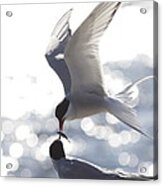 Arctic Terns Feeding Each Other Acrylic Print