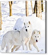 Arctic Wolves Acrylic Print