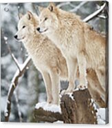 Arctic Wolves Pack In Wildlife, Winter Acrylic Print