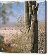 Arizona Giant Seguero Cactus Acrylic Print