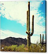 Arizona Saguaro Cactus Acrylic Print