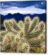 Arizona Teddy Bear Cactus Acrylic Print