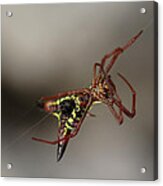 Arrow-shaped Micrathena Spider Starting A Web Acrylic Print