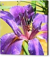 Artistic Purple Iris And Wasp Acrylic Print