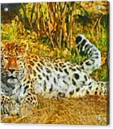 Asian Snow Leopard Acrylic Print