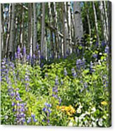 Aspen And Wildflowers Acrylic Print