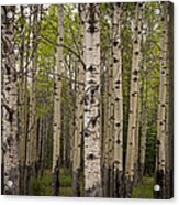 Aspen Grove Acrylic Print