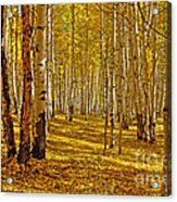 Aspen Sanctuary Acrylic Print