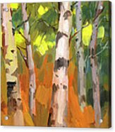 Aspen Trees Acrylic Print