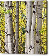 Aspen Trees In Autumn Color Portrait View Acrylic Print
