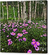 Aspens And Asters Acrylic Print