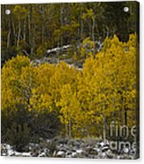 Aspens In Snow Acrylic Print