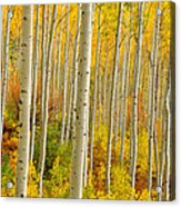 Aspens In The Colorado Rockies Acrylic Print