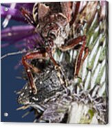 Assassin Bug Preying On Beetle Acrylic Print