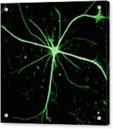 Astrocyte Nerve Cell Acrylic Print