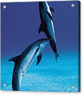 Atlantic Spotted Dolphin And Calf Acrylic Print
