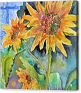 Attack Of The Killer Sunflowers Acrylic Print