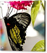 Australian Butterfly Species Acrylic Print