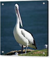 Australian Pelican (pelecanus Acrylic Print