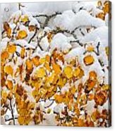 Autumn Aspen Leaves In The Snow Acrylic Print