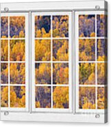 Autumn Aspen Trees White Picture Window View Acrylic Print