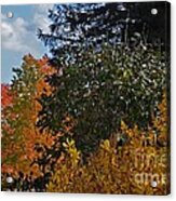 Autumn Beauty Acrylic Print