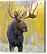 Autumn Bull Moose Acrylic Print