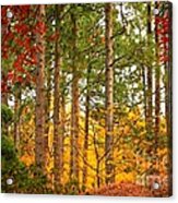 Autumn Canvas Acrylic Print