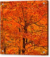 Autumn Color Splash Acrylic Print