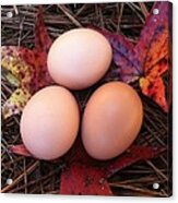 Autumn Eggs Acrylic Print