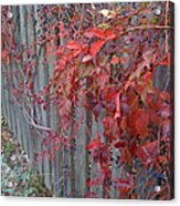 Autumn Fence Acrylic Print