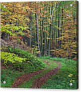 Autumn Forest Trail Lower Saxony Germany Acrylic Print