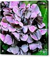 Autumn Hydrangea 2 Acrylic Print