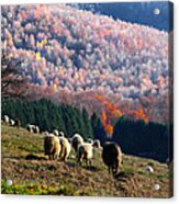 Autumn In Romanian Mountains Acrylic Print